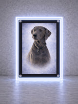 Glow & Wag Lightbox